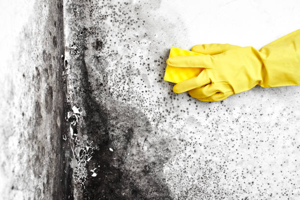 Best Toxic Mold Removal  in Sells, AZ