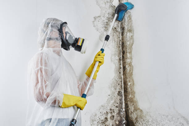 Crawl Space Mold Removal in Sells, AZ