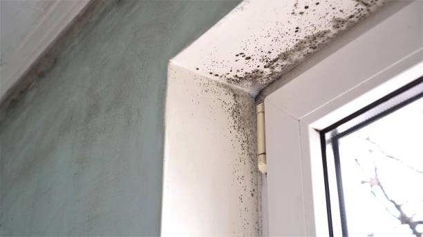 Professional Mold Removal in Sells, AZ