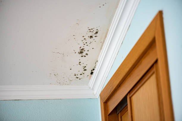 Certified Mold Removal in Sells, AZ