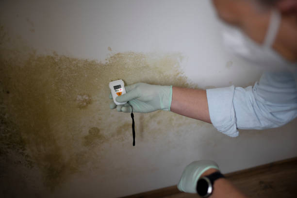 Office Mold Removal Services in Sells, AZ