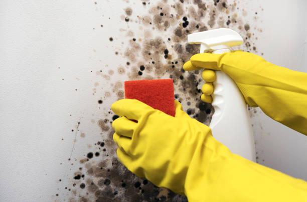 Best Certified Mold Removal  in Sells, AZ